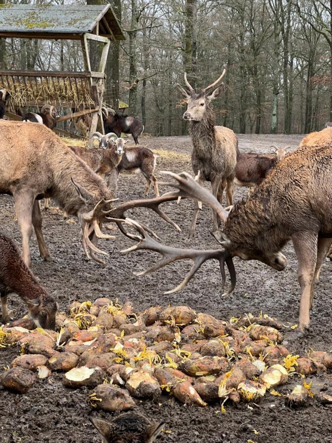 Ferienhaus Waldblick Hohenfels-Essingen Kültér fotó
